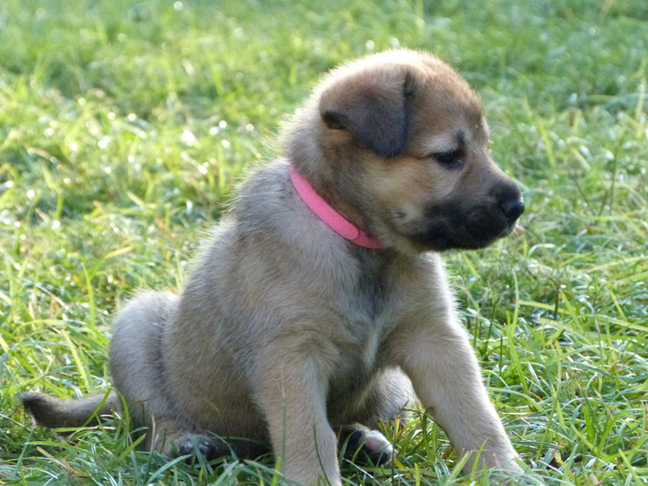 chinook dog